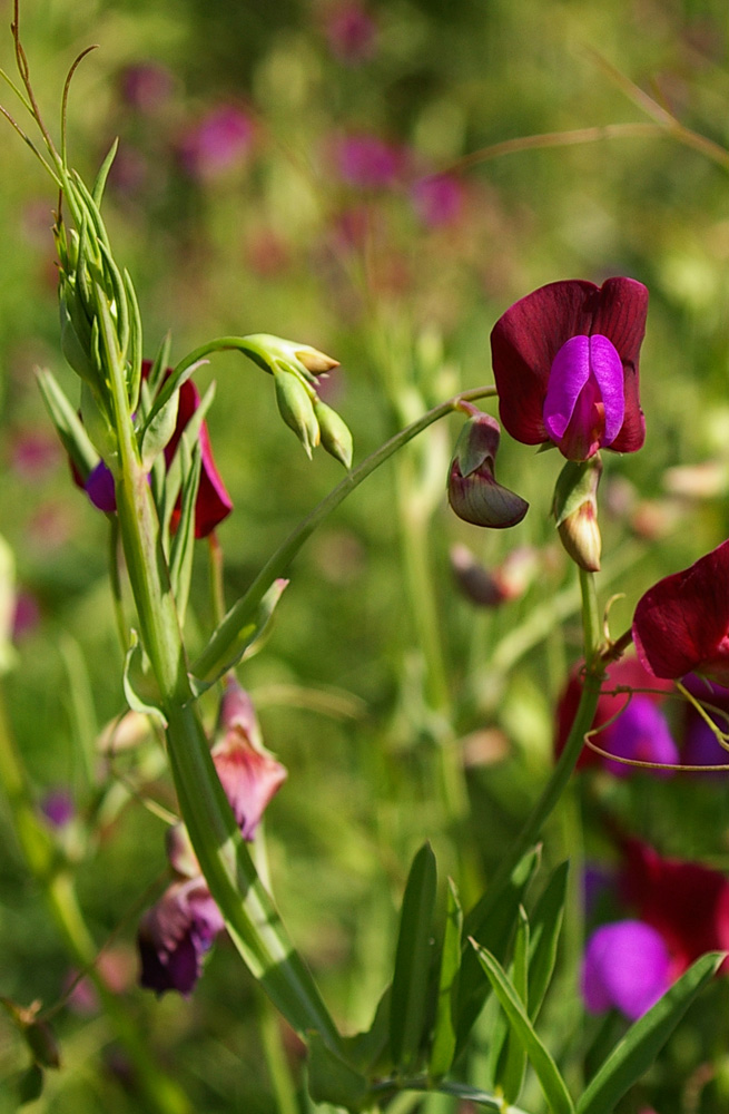 Lathyrus clymenum